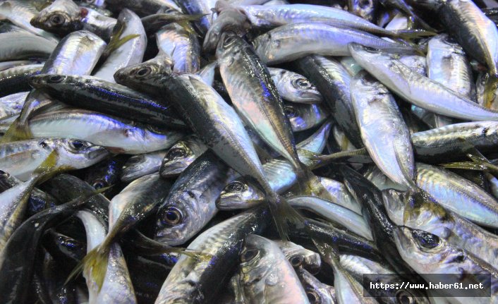 Karadeniz'de istavrit bolluğu