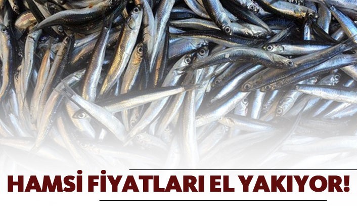 Hamsi fiyatları el yakıyor!