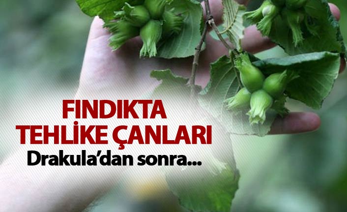 Fındıkta tehlike çanları - Drakula’dan sonra...