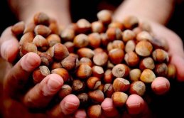 Üreticinin beklediği düzeye çıktı mı? Fındık fiyatları ne kadar?