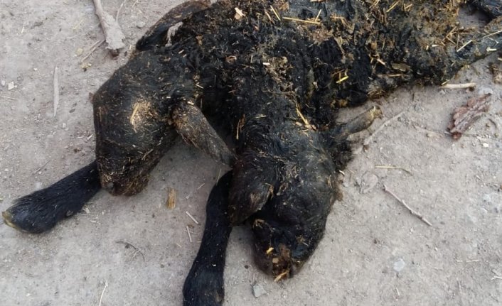 Çift başlı doğan kuzu 15 dakika sonra öldü