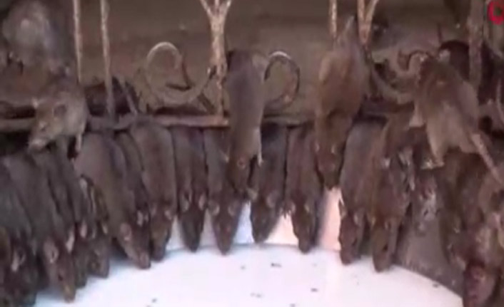 Bu tapınakta 20 bin fare yaşıyor