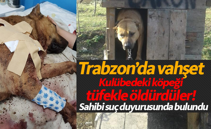 Trabzon'da katledilen köpek için suç duyurusu