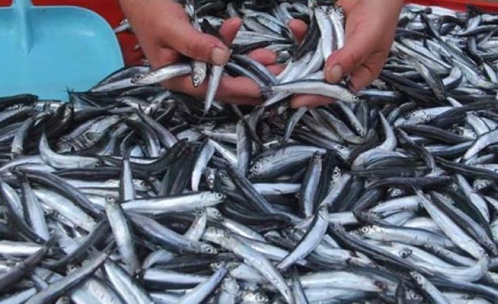 Türkiye'den dünyaya hamsi