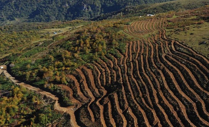 Ordu'ya 15 yılda 20 milyon fidan dikildi