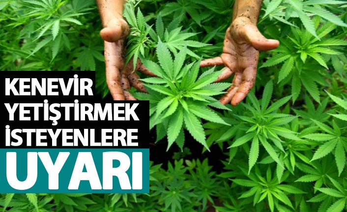 Kenevir yetiştirmek isteyenlere uyarı