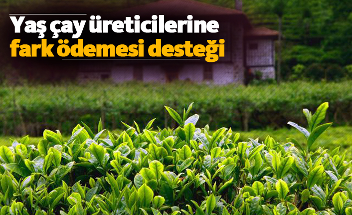 Yaş çay üreticilerine fark ödemesi desteği