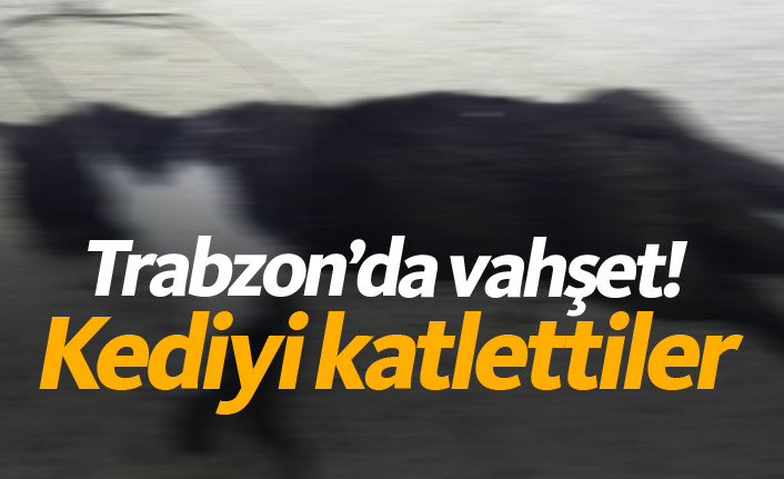 Rümeysa, kedisini asanların bulunmasını istiyor