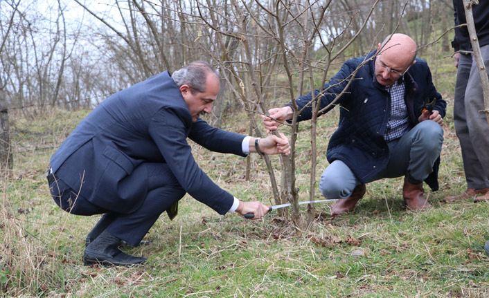 Fındıkta verimi artırmak için proje yapıldı