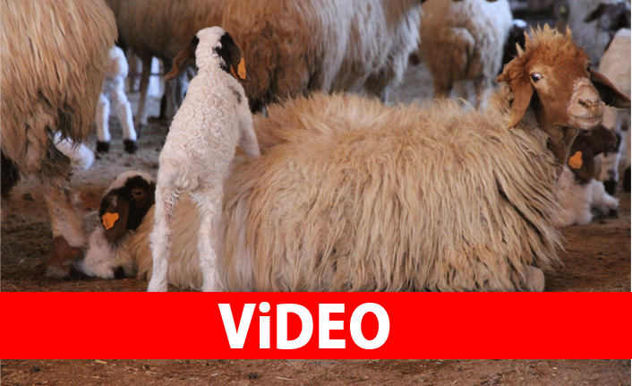 Kuzular anneleriyle buluştu!