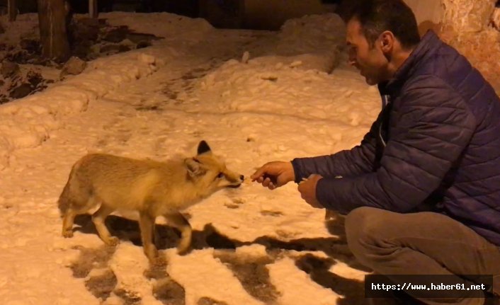 Köye inen tilkiye yiyecek ikramı
