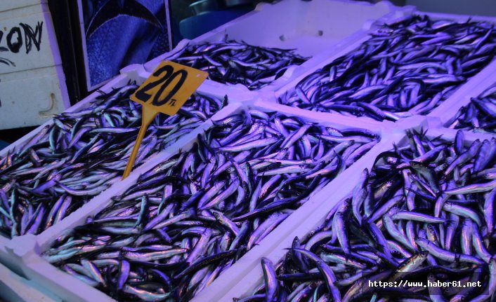 Yerli hamsi tekrar tezgâhlarda yerini aldı ama...