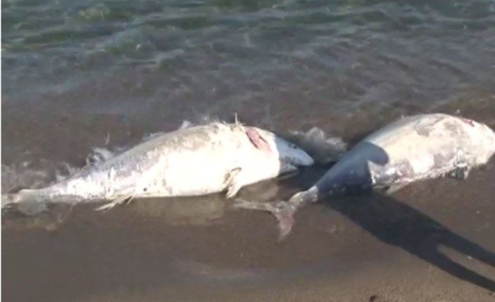 Dev orkinoslar karaya vurdu