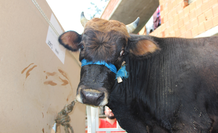 Trabzon'a kaçan dana, Garip ile arkadaş olacak