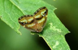 Doğu Karadeniz'i tehdit eden Vampir kelebek TBMM'de