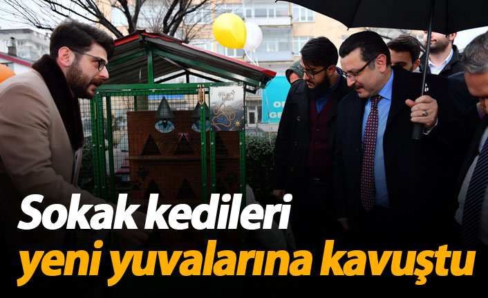 Sokak kedileri yuvalarına kavuştu