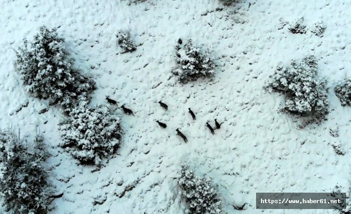 Yaban keçileri havadan görüntülendi