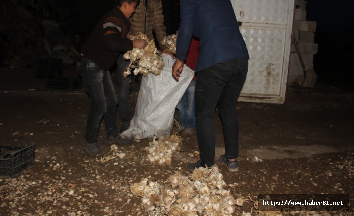 Sarımsak depoda çürüdü