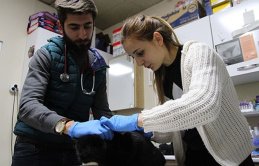 Bunun adı vahşet! Kedinin göz kapaklarını yaktılar...