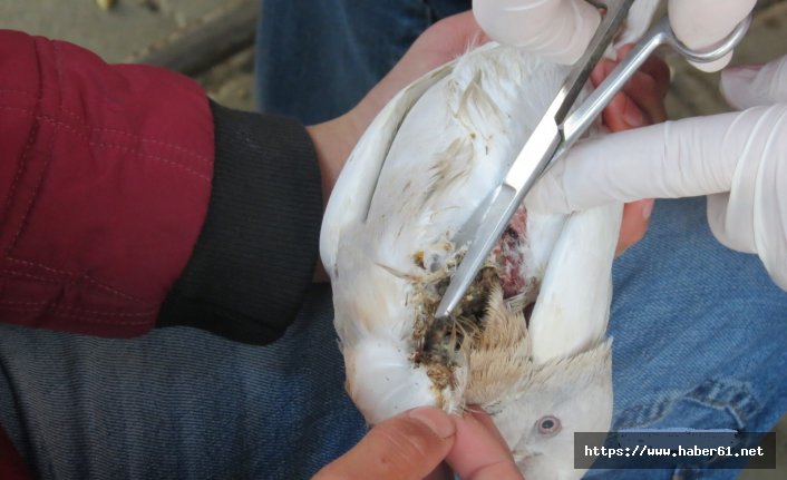 Güvercin ameliyat ile iyileştirildi