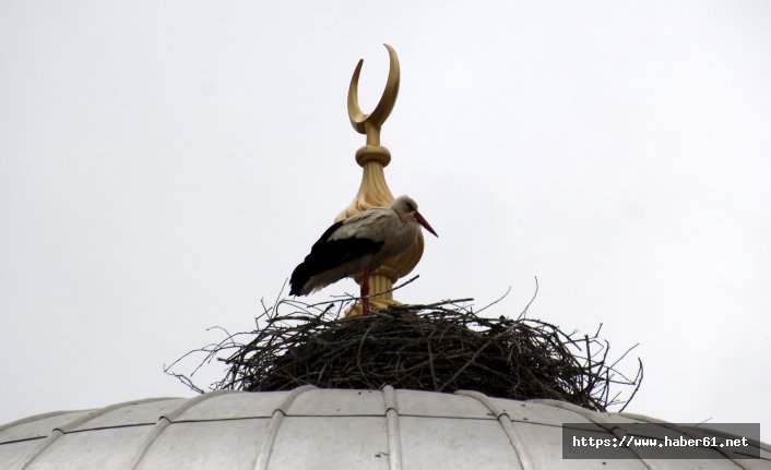 Vefalı leylek Bayburt'ta simge oldu