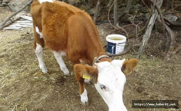 Önce güvenlik kamerası yok oldu, ardından hayvanlar