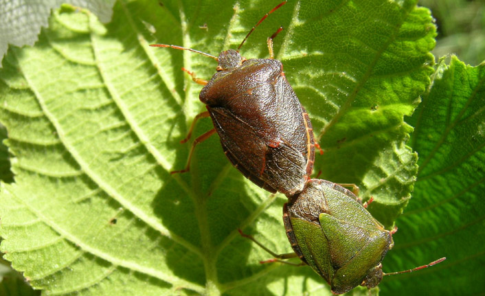 Fındıkçılar kokarca için toplanıyor