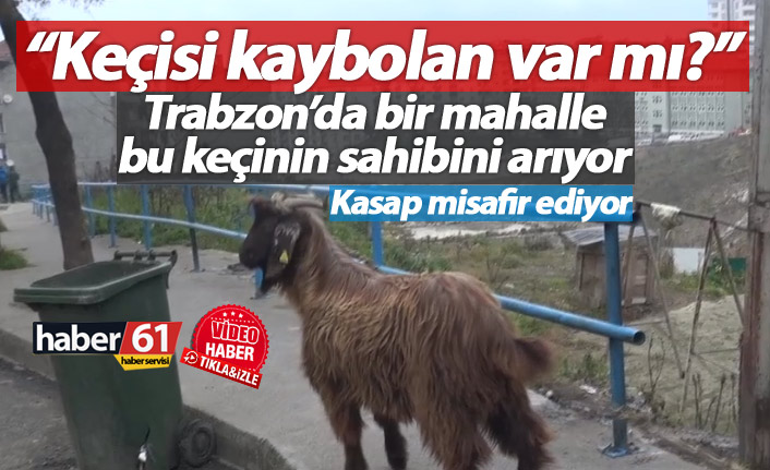 Trabzon'da bu mahalle kayıp keçinin sahibini arıyor