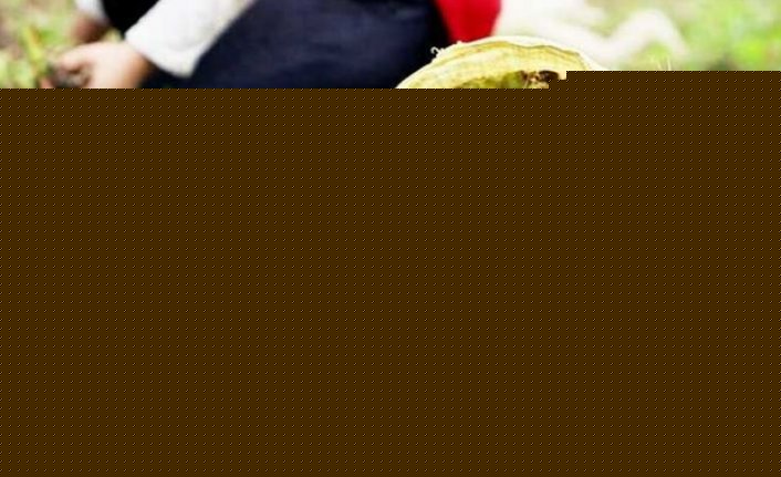 Trabzon'da fındık için toplanıldı