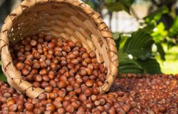 Fındıkta büyük tehlike bertaraf edilecek