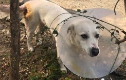 Sokakta gördüğü köpeği bıçakladı