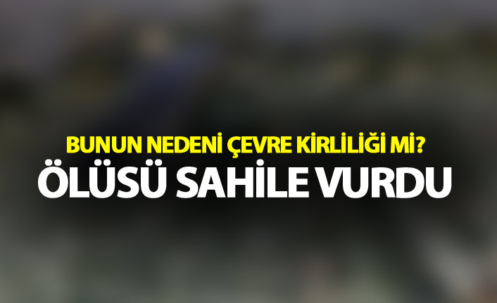 Trabzon'da acı görüntü - Ölüsü sahile vurdu