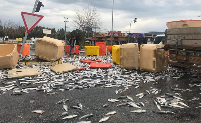 Tonlarca balık yere böyle serildi!