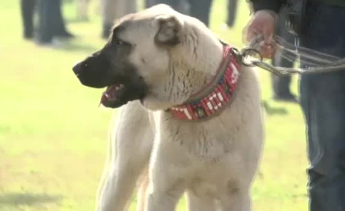 Köpekler jüri karşısına çıktı