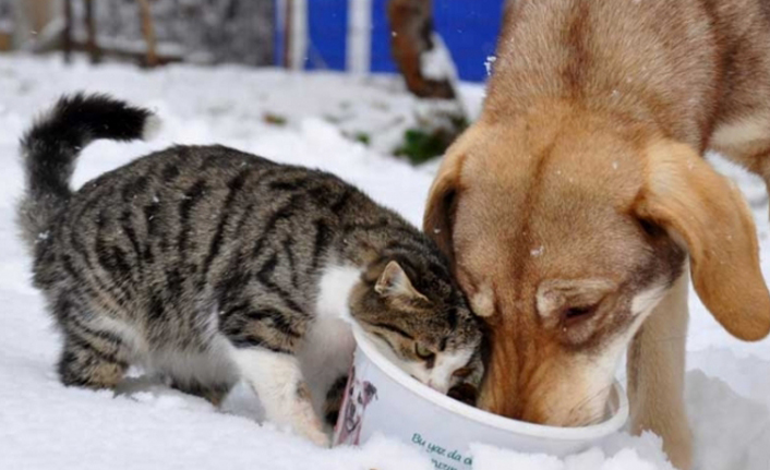 "Soğuk havalar sokak hayvanlarını saldırganlaştırıyor"