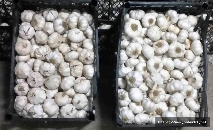 1 ton sarımsak çaldılar