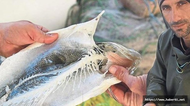 Denizde vampir pire kabusu! Balıkları dakikalar içerisinde...!