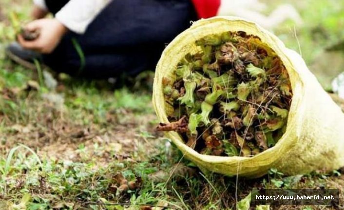 TMO müdahalesi fındık fiyatlarını yükseltti, üretici yeni sezona umutlu giriyor