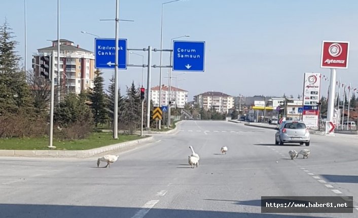Başıboş kazlar trafiği tehlikeye düşürdü