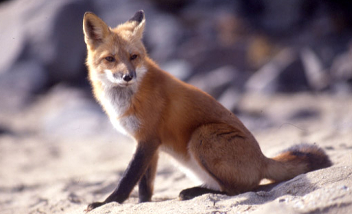 Kars’ın soğuğu tilki dondurdu