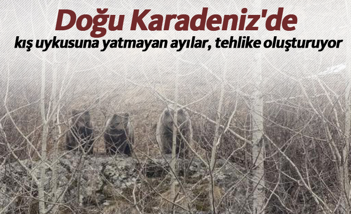 Doğu Karadeniz'de kış uykusuna yatmayan ayılar, tehlike oluşturuyor