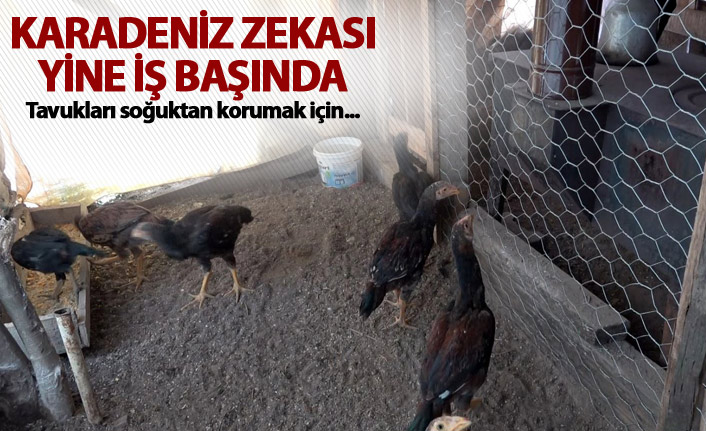 Karadeniz zekası yine iş başında - Tavukları soğuktan korumak için...