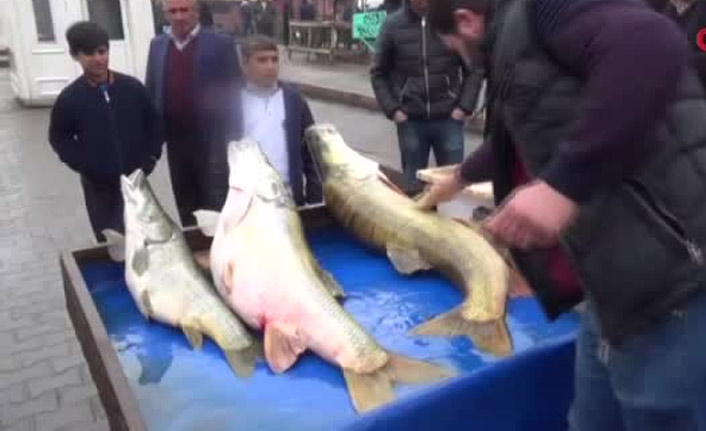 Dev balıkları görenler şaşırdı kaldı!