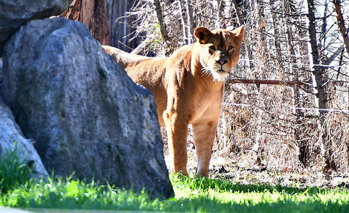 Aslan sahibini yedi!