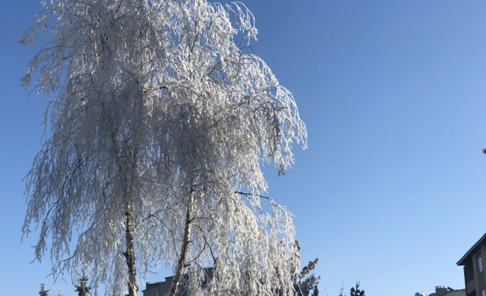 O il buz tuttu: Eksi 20