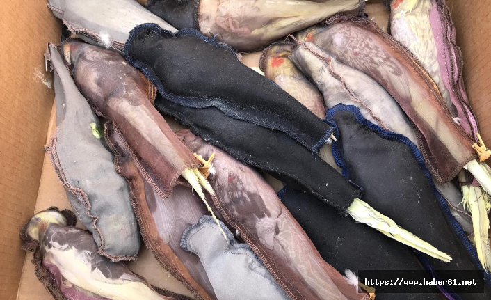 Korkunç olay! İlaçla uyutup...