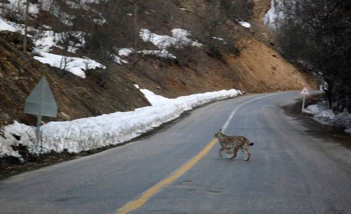 Kırmızı listedeki vaşak görüntülendi