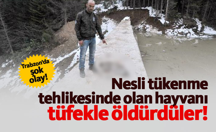 Trabzon'da nesli tükenme tehlikesindeki vaşak öldürüldü!