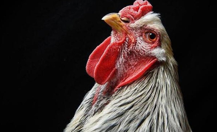 Tavuklar bir olup tilkiyi öldürdü