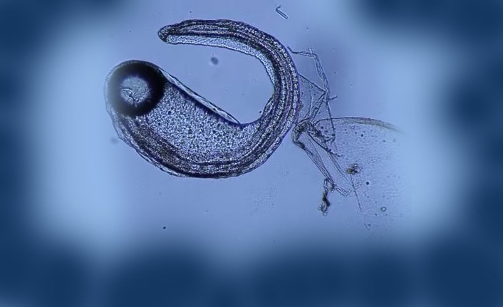 Türkiye'de ilk kez yılan balığından yapay yolla yavru alındı